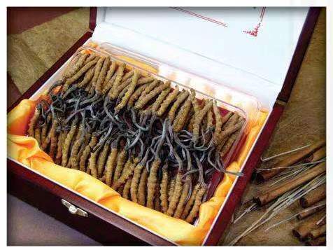 巫溪冬虫夏草回收